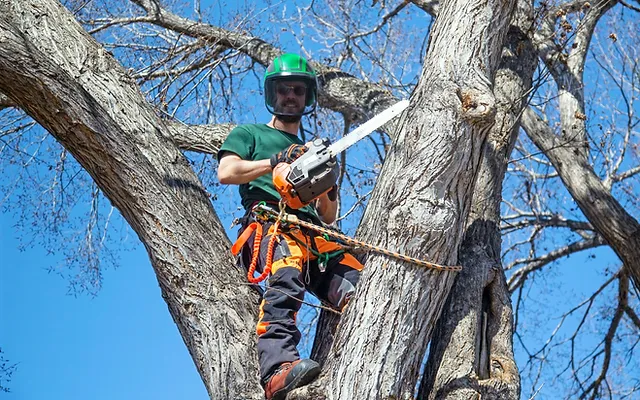 tree service in Saskatoon