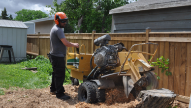 tree care services