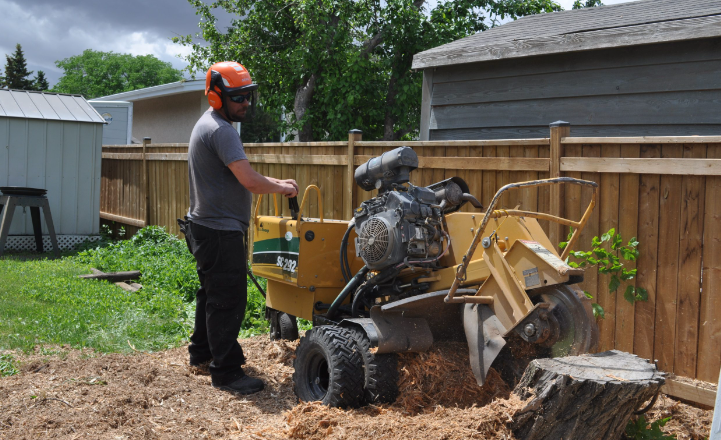 tree care services
