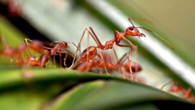 ant bait