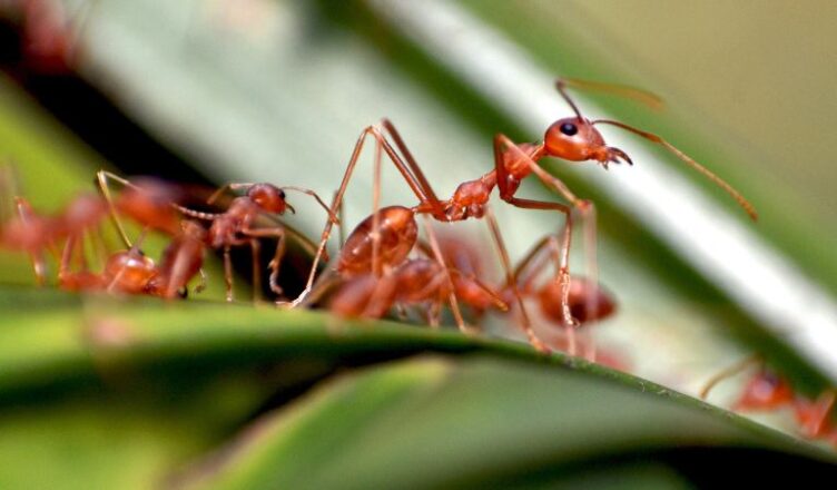 ant bait