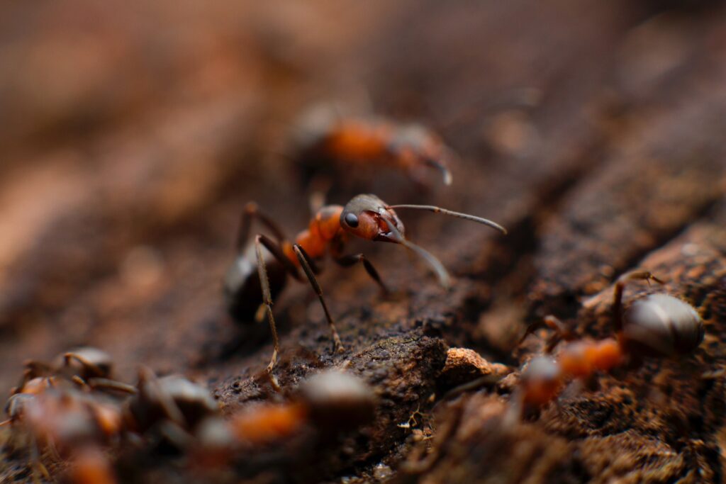ant control service